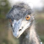 Nahaufnahme des Gesichts eines Emus mit orangefarbenen Augen, rauen grauen Federn und einem unscharfen Hintergrund im Freien.