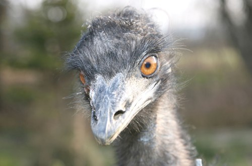 Nahaufnahme des Gesichts eines Emus mit orangefarbenen Augen, rauen grauen Federn und einem unscharfen Hintergrund im Freien.