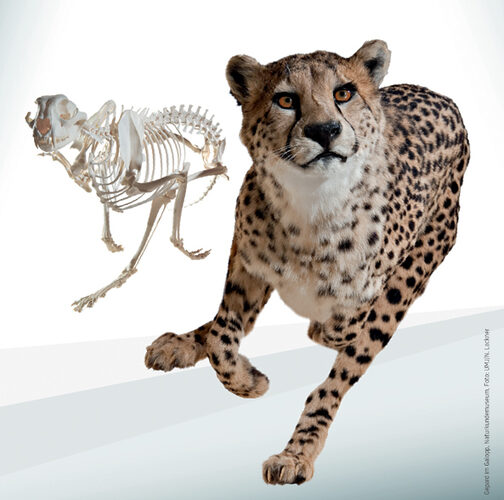 Ein Gepard in der Mitte seines Laufs mit seinem Skelett im Hintergrund, das den Körperbau und die Bewegung des Tieres veranschaulicht.