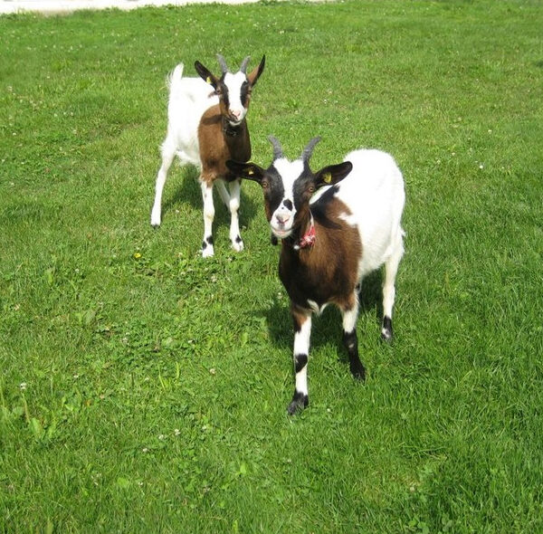 Zwei Ziegen mit braun-weißem Fell stehen auf grünem Gras und blicken in die Kamera. Im Hintergrund ist eine Wiese mit teilweise sichtbarer weißer Struktur zu sehen.