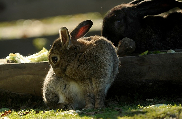 Ein braunes Kaninchen sitzt im Gras und putzt sich, während im Hintergrund ein anderes, dunkleres Kaninchen teilweise zu sehen ist.