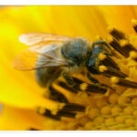 Eine Nahaufnahme einer Biene, die Pollen aus der Mitte einer gelben Blume sammelt.