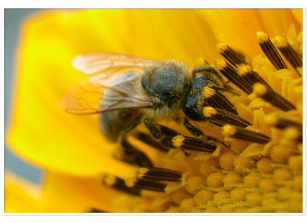 Eine Nahaufnahme einer Biene, die Pollen aus der Mitte einer gelben Blume sammelt.