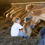 Ein Kind sitzt auf Heu in einem Stall und streichelt eines von mehreren braunen Pferden, die hinter einem Metallgitter aufgereiht sind.