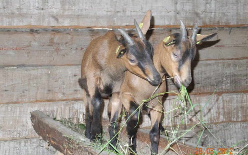 Zwei junge braune Ziegen mit Erkennungsmarken fressen Gras in einem Holzpferch und stehen auf einer erhöhten Holzplattform.