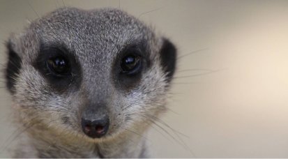 Nahaufnahme des Gesichts eines Erdmännchens. Man sieht seine dunklen Augen, die spitze Nase und das graue Fell vor unscharfem Hintergrund.
