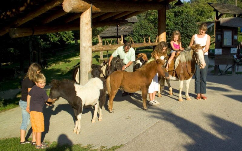 An einem sonnigen Tag interagieren Erwachsene und Kinder unter einem Holzunterstand mit mehreren Ponys und kleinen Pferden.