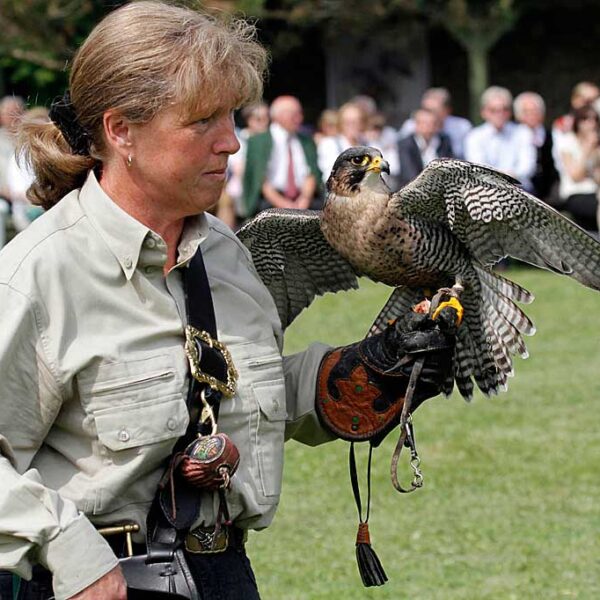 Eine Person in einem hellen Hemd hält während einer Veranstaltung im Freien einen Falken auf einer behandschuhten Hand, im Hintergrund sitzt ein Publikum.