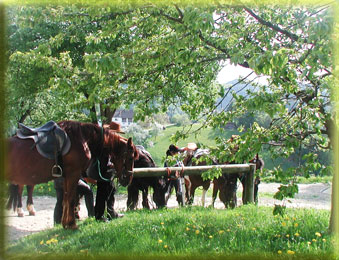 Mehrere gesattelte Pferde stehen unter belaubten Bäumen neben einem Holzgeländer auf einer Rasenfläche in ländlicher Umgebung.