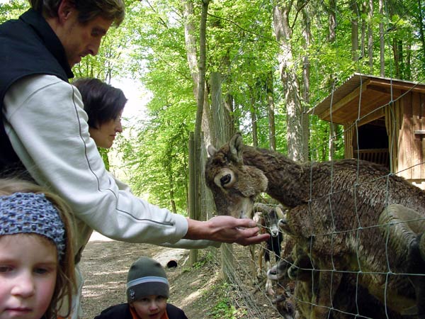 Mehrere Personen füttern Ziegen durch einen Drahtzaun in einem Waldgebiet in der Nähe eines Holzunterstands.