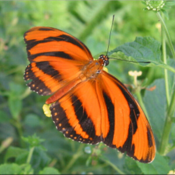 Ein orange-schwarzer Schmetterling mit gestreiften Flügeln ruht auf einer grünen Blattpflanze vor einem unscharfen natürlichen Hintergrund.
