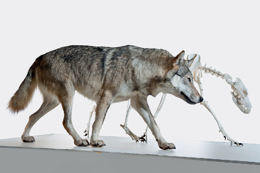 Ein grauer Wolf läuft neben einem Hundeskelett auf einer weißen Fläche mit einfarbigem Hintergrund.