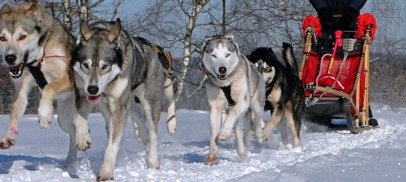 Ein Gespann aus vier Schlittenhunden zieht eine Person auf einem Holzschlitten durch eine verschneite Landschaft an einem klaren Tag.