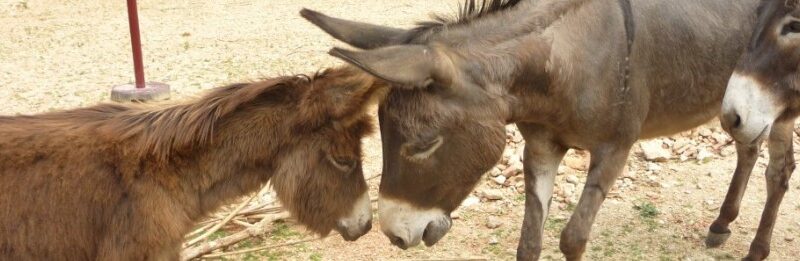 Drei Esel, die auf trockenem Boden stehen, wobei zwei von ihnen die Köpfe berühren und der dritte Esel in der Nähe steht.
