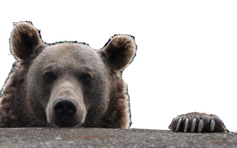 Ein Braunbär späht über einen Felsvorsprung, wobei sein Kopf sichtbar ist und eine Pfote auf der Kante ruht, vor einem weißen Hintergrund.