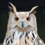 Nahaufnahme einer Eule mit orangefarbenen Augen, büscheligen Ohren und gefleckten braunen und weißen Federn, die vor einem dunklen Hintergrund nach vorne blickt.