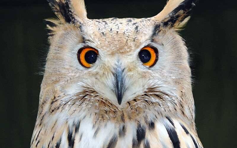 Nahaufnahme einer Eule mit orangefarbenen Augen, büscheligen Ohren und gefleckten braunen und weißen Federn, die vor einem dunklen Hintergrund nach vorne blickt.