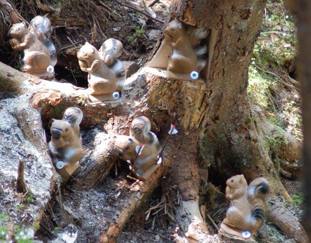 In einem Waldgebiet sind an Baumstämmen und Baumstämmen mehrere Zielscheiben in Form von Eichhörnchen angebracht.