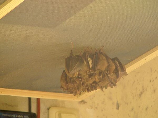 Eine Gruppe von Fledermäusen hängt kopfüber von einer holzgerahmten Netzdecke in einem Innenraum.