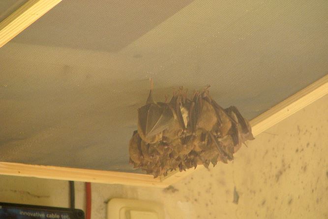 Eine Gruppe von Fledermäusen hängt kopfüber von einer holzgerahmten Netzdecke in einem Innenraum.