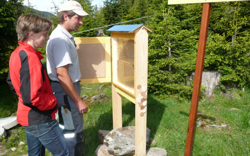 Zwei Personen beobachten einen Bienenstock mit der Aufschrift "BienenSchauStock" in einem grasbewachsenen, bewaldeten Gebiet.