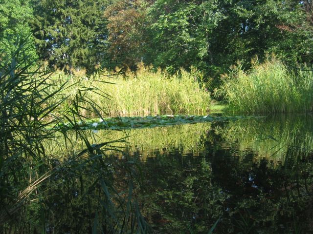 Ein von hohem Gras und Bäumen umgebener Teich mit Seerosenblättern, die auf dem Wasser schwimmen, und klaren Spiegelungen des Grüns auf der Oberfläche des Teichs.