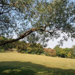 Ein großer Ast erstreckt sich über eine offene Wiese mit verstreuten Bäumen im Hintergrund unter einem klaren Himmel.