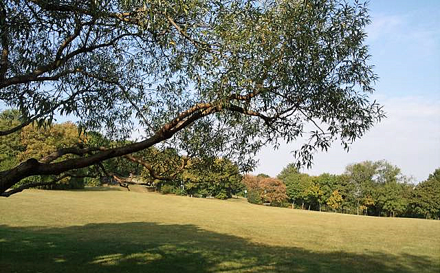 Ein großer Ast erstreckt sich über eine offene Wiese mit verstreuten Bäumen im Hintergrund unter einem klaren Himmel.