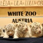Fünf weiße Tigerbabys sitzen in einer Reihe auf einer dunklen Decke vor einem Holzschild mit der Aufschrift "WHITE ZOO AUSTRIA" und ihren Namen darüber.