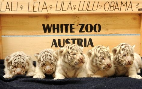 Fünf weiße Tigerbabys sitzen in einer Reihe auf einer dunklen Decke vor einem Holzschild mit der Aufschrift "WHITE ZOO AUSTRIA" und ihren Namen darüber.