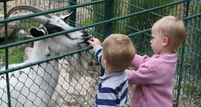 Zwei junge Kinder füttern eine weiße und eine schwarze Ziege durch einen Metallzaun in einem Freigehege.