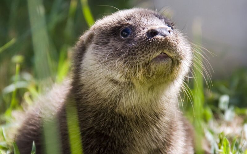 Nahaufnahme eines jungen Fischotters, der im Gras sitzt und leicht nach oben schaut, wobei im Hintergrund grünes Laub zu sehen ist.