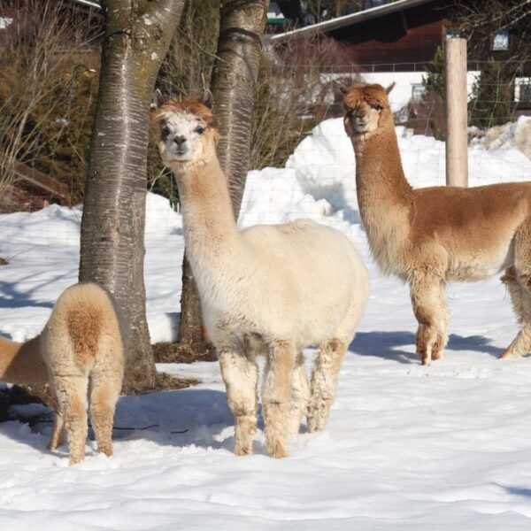 Drei Alpakas stehen in einem verschneiten Außengehege in der Nähe einiger Bäume, im Hintergrund ein Holzgebäude und ein Zaun.