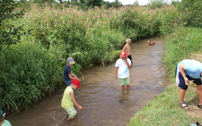 An einem sonnigen Tag stehen und spielen mehrere Kinder in einem flachen, grasbewachsenen Bach, umgeben von grüner Vegetation.