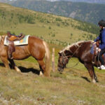 Eine Person mit Helm sitzt auf einem braunen Pferd, während ein anderes braunes Pferd in der Nähe in einer grasbewachsenen Berglandschaft grast.