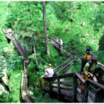 Die Menschen gehen eine Holztreppe hinunter, die durch einen üppigen grünen Wald führt.
