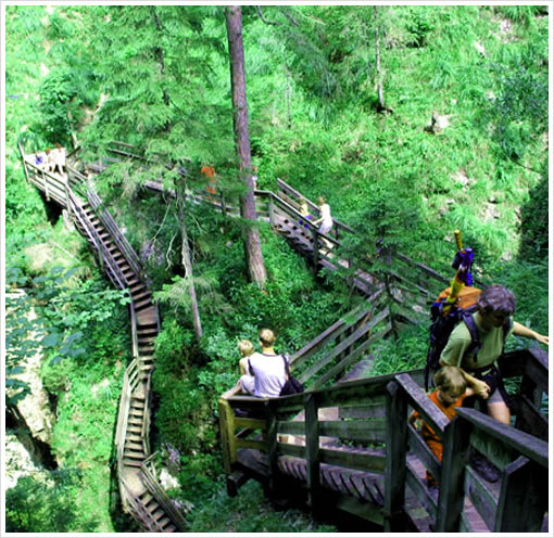 Die Menschen gehen eine Holztreppe hinunter, die durch einen üppigen grünen Wald führt.