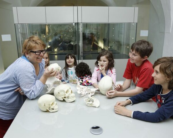 Eine Frau zeigt einer Gruppe von Kindern, die in einem Museum oder Klassenzimmer um einen Tisch mit verschiedenen Schädelmodellen sitzen, ein menschliches Schädelmodell.
