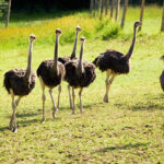 Eine Gruppe von Straußen steht und läuft an einem sonnigen Tag auf einer von einem Drahtzaun umgebenen Wiese.