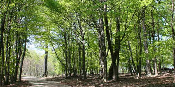 Ein unbefestigter Weg führt durch einen Wald mit hohen, grün belaubten Bäumen auf beiden Seiten, durch deren Blätterdach das Sonnenlicht fällt.