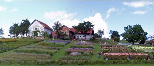 Ein Blumengarten am Hang mit Reihen bunter Blüten und mehreren arbeitenden Menschen; im Hintergrund ist unter einem teilweise bewölkten Himmel ein Haus mit einem roten Dach zu sehen.