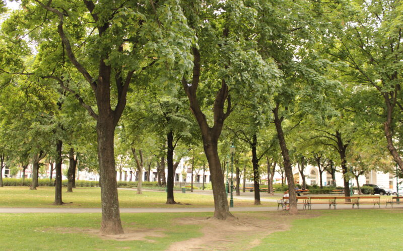 Ein Park mit grünem Gras und hohen Bäumen, im Hintergrund ein Feldweg, Bänke und ein paar sitzende Menschen.
