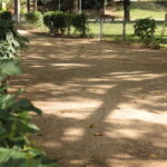 Ein von grünen Pflanzen und einem niedrigen Zaun gesäumter Feldweg führt durch einen sonnendurchfluteten Park mit Bäumen und Gras im Hintergrund.