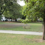 Eine grasbewachsene Parkfläche mit mehreren Bäumen, einem gepflasterten Weg, einem kleinen eingezäunten Setzling und einem hölzernen Picknicktisch im Hintergrund.