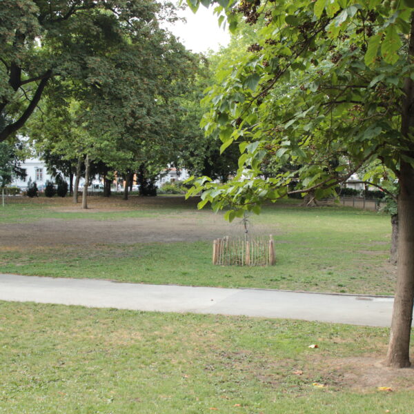 Eine grasbewachsene Parkfläche mit mehreren Bäumen, einem gepflasterten Weg, einem kleinen eingezäunten Setzling und einem hölzernen Picknicktisch im Hintergrund.