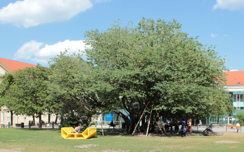 In der Mitte einer Rasenfläche steht ein großer Baum mit einer gelben Bank darunter; im Hintergrund sind historische Gebäude mit roten Dächern unter einem blauen Himmel mit vereinzelten Wolken zu sehen.