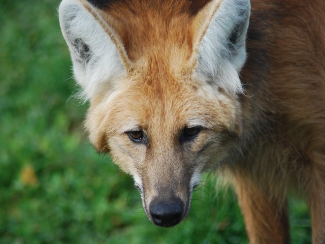 Eine Nahaufnahme eines Mähnenwolfs mit rotbraunem Fell, großen Ohren und spitzer Schnauze, der auf grünem Gras steht.