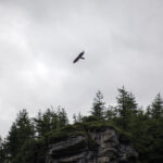 Ein großer Vogel fliegt über einen felsigen, bewaldeten Hügel mit immergrünen Bäumen unter einem bedeckten Himmel.