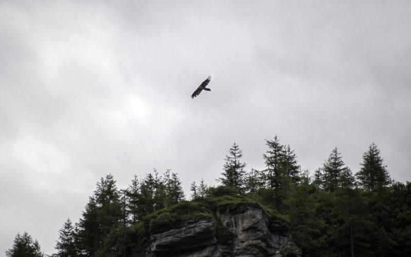 Ein großer Vogel fliegt über einen felsigen, bewaldeten Hügel mit immergrünen Bäumen unter einem bedeckten Himmel.