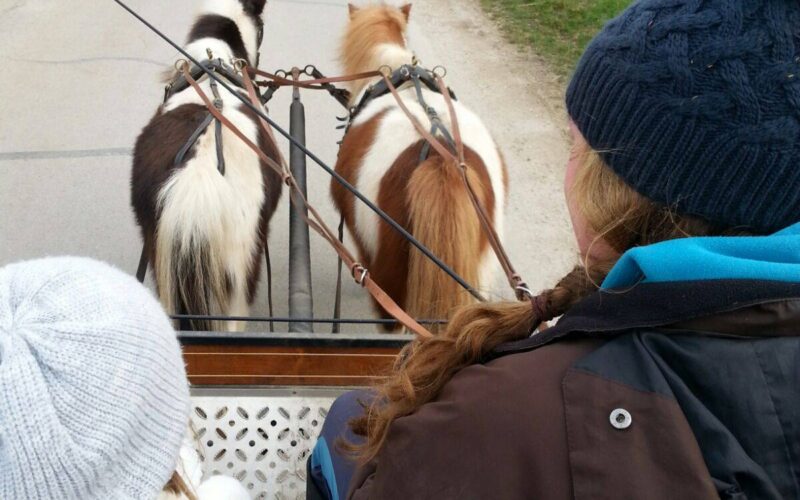 Zwei Personen fahren in einer Pferdekutsche, die von zwei kleinen Ponys geführt wird, an einem bewölkten Tag über eine gepflasterte Straße.